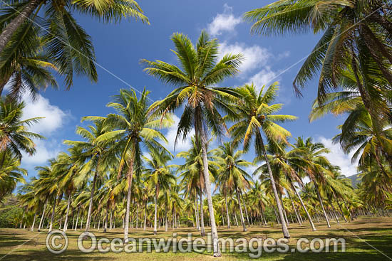 Coconut Palms photo