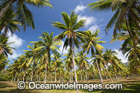 Coconut Palms Photo - Gary Bell