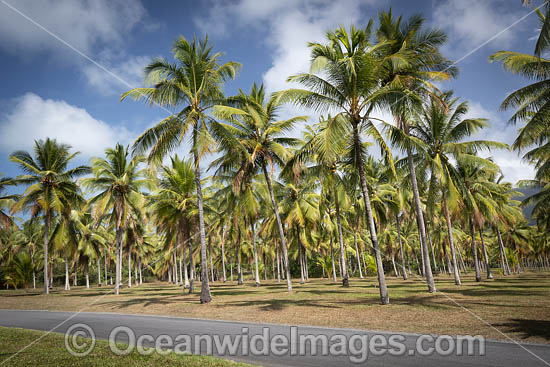 Coconut Palms photo