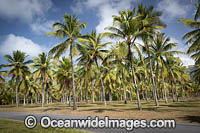 Coconut Palms Photo - Gary Bell