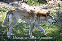 Dingo Canus dingo Photo - Gary Bell