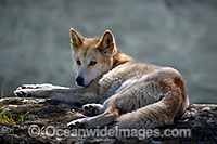 Dingo Canus dingo Photo - Gary Bell