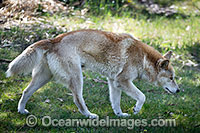 Dingo Canus dingo Photo - Gary Bell