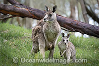 Kangaroos boxing Photo - Gary Bell