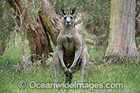Kangaroos boxing Photo - Gary Bell