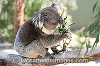 Australian Koala Photo - Gary Bell