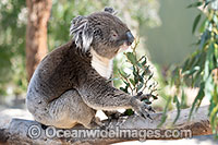 Australian Koala Photo - Gary Bell