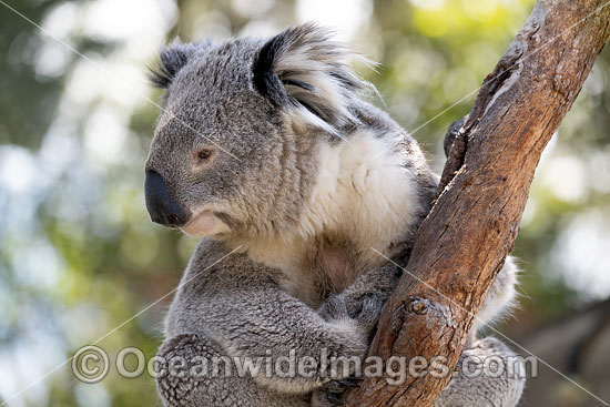 Australian Koala photo