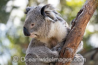 Australian Koala Photo - Gary Bell