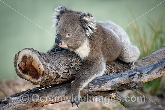 Australian Koala photo
