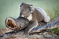 Australian Koala Photo - Gary Bell