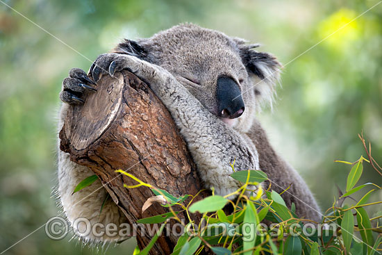 Australian Koala photo