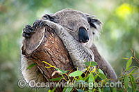 Australian Koala Photo - Gary Bell