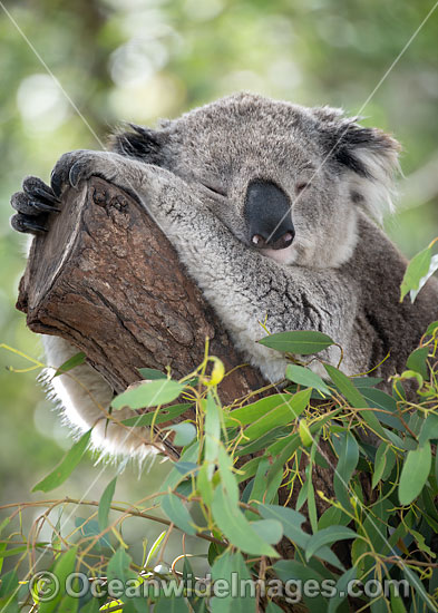 Australian Koala photo