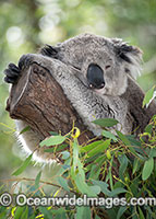 Australian Koala Photo - Gary Bell
