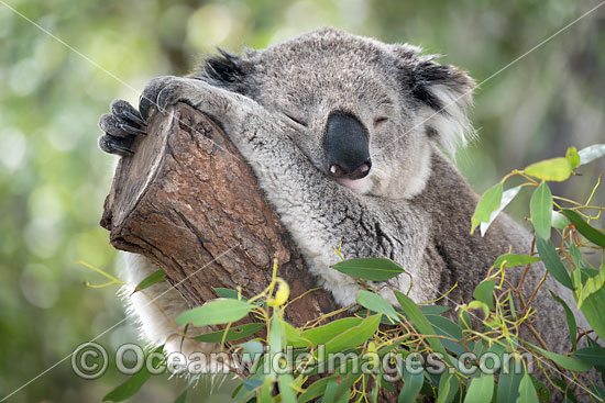 Australian Koala photo