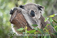 Australian Koala Photo - Gary Bell