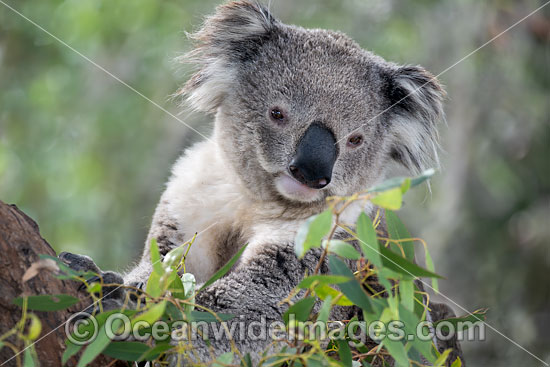 Australian Koala photo