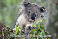 Australian Koala Photo - Gary Bell
