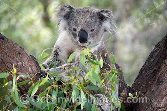 Australian Koala photo