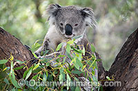 Australian Koala Photo - Gary Bell