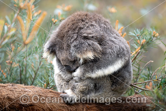 Australian Koala photo