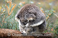 Australian Koala Photo - Gary Bell