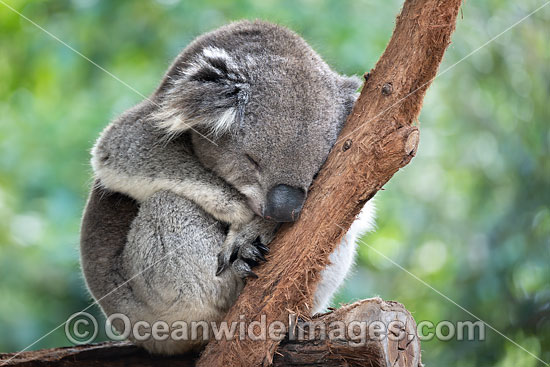 Australian Koala photo