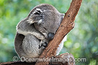 Australian Koala Photo - Gary Bell