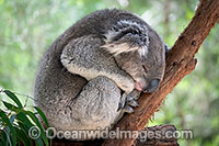 Australian Koala Photo - Gary Bell