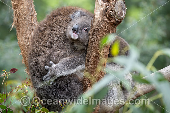 Australian Koala photo