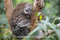 Australian Koala Photo - Gary Bell