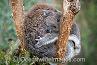Australian Koala Photo - Gary Bell