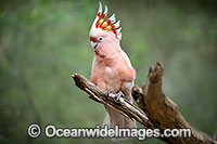 Red-tailed Black Cockatoo Photo - Gary Bell