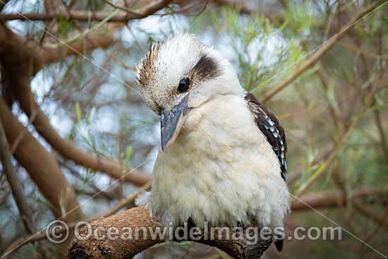 Laughing Kookaburra photo Laughing Kookaburra photo