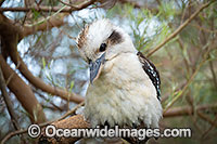 Laughing Kookaburra Photo - Gary Bell