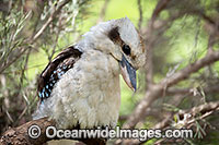 Laughing Kookaburra Photo - Gary Bell