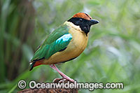 Noisy Pitta Photo - Gary Bell