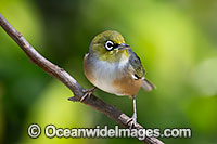 Silvereye Photo - Gary Bell