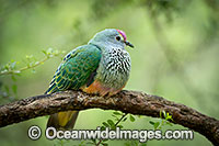 Rose-crowned Fruit Dove Photo - Gary Bell
