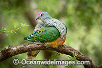 Rose-crowned Fruit Dove Photo - Gary Bell