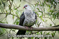 White-headed Pigeon Photo - Gary Bell