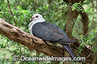 White-headed Pigeon Photo - Gary Bell