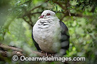 White-headed Pigeon Photo - Gary Bell