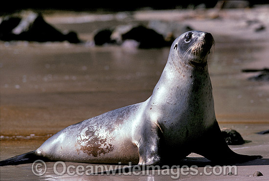 Hookers Sea Lion Phocarctos hookeri cow photo