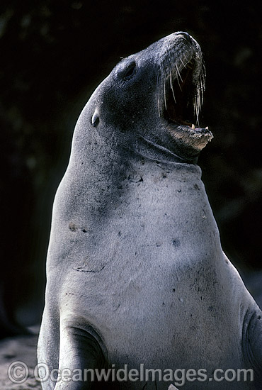 Hookers Sea Lion cow photo