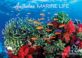 Australian Marine Life